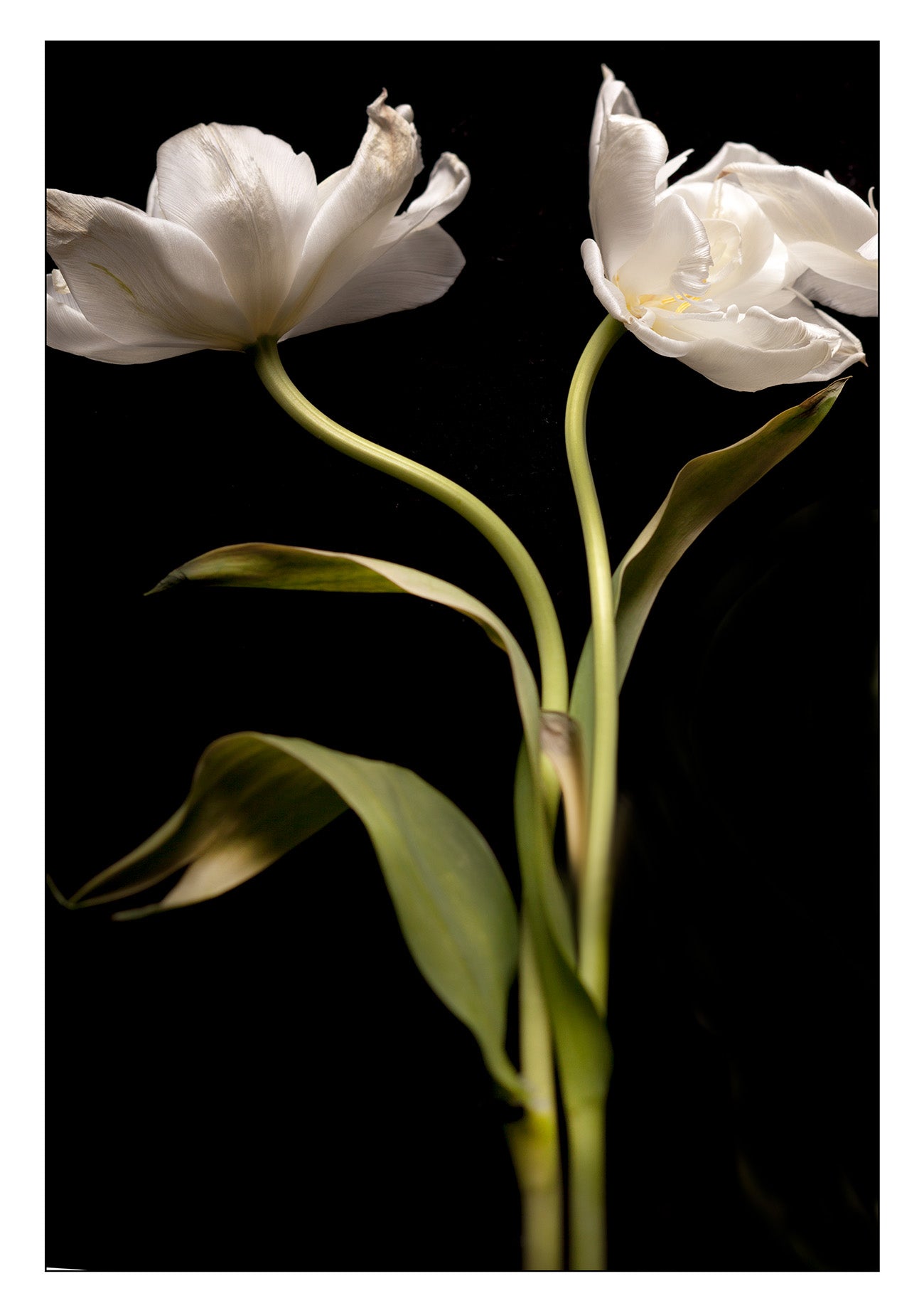 THE JABARA BOOK Vol.11 Flowers - 1 (10 photos)